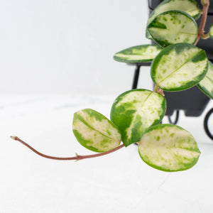 Hoya 'Mathilde' Inner Variegated' (wk34-L56)