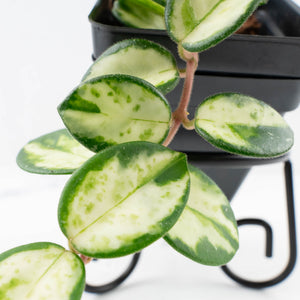 Hoya 'Mathilde' Inner Variegated' (wk34-L56)