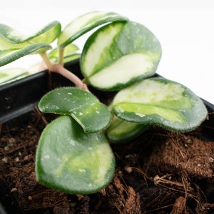 Hoya 'Mathilde' Inner Variegated' (wk34-L56)