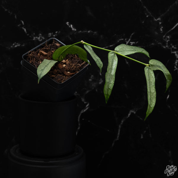 Hoya Pandurata 'Tsiang Silver' *Grower's Choice*