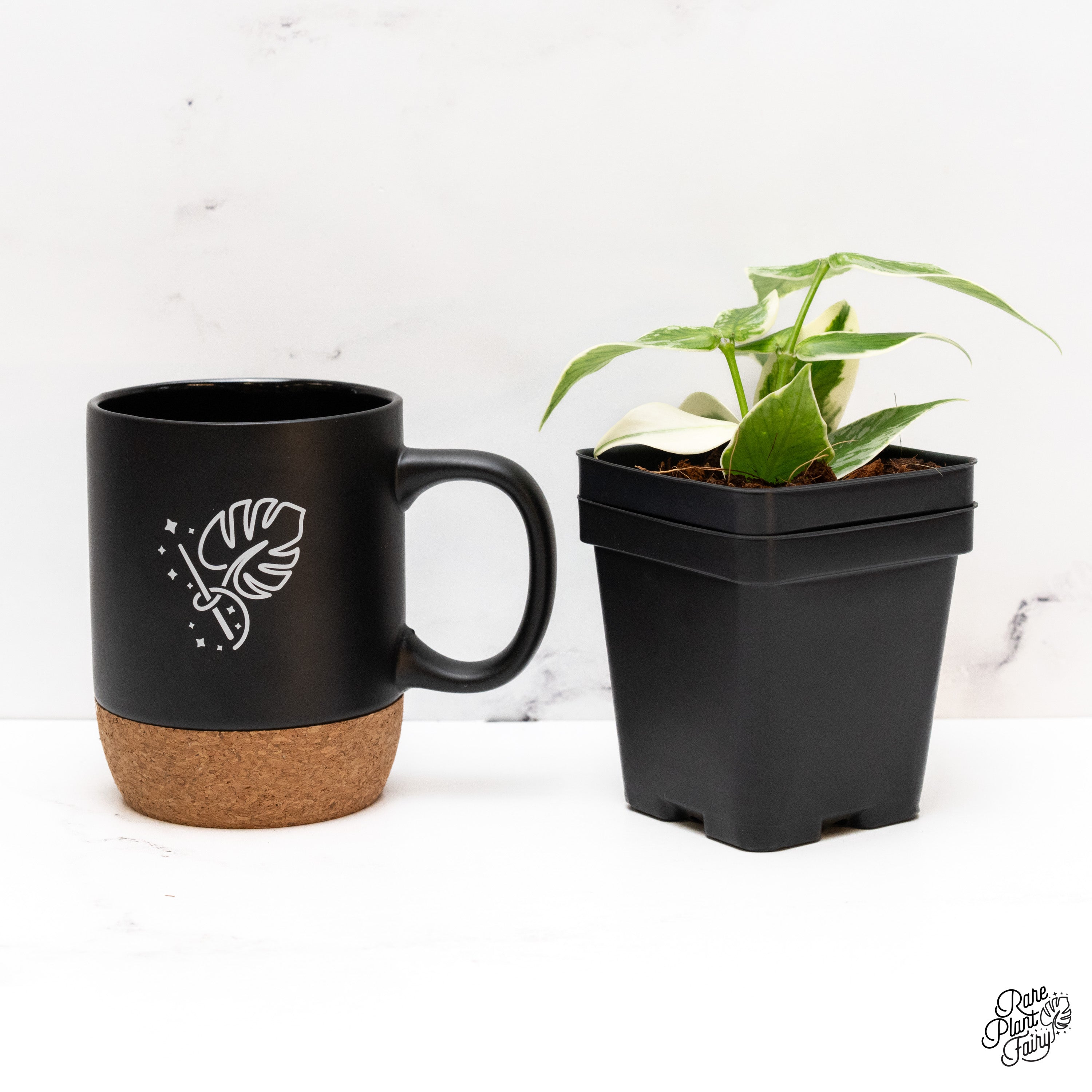 Hoya Polyneura Albomarginata Outer Variegated Splash (wk41-D