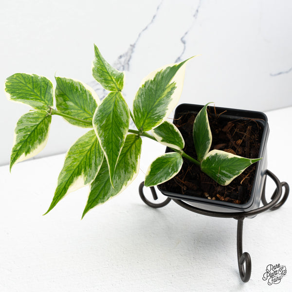 Hoya Polyneura Albomarginata Outer Variegated Splash (wk52-Q)