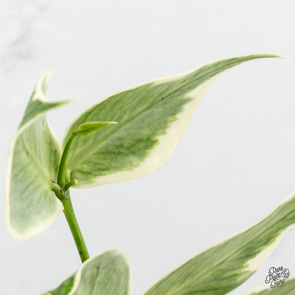 Hoya Polyneura Albomarginata Outer Variegated Splash (wk52-Q)