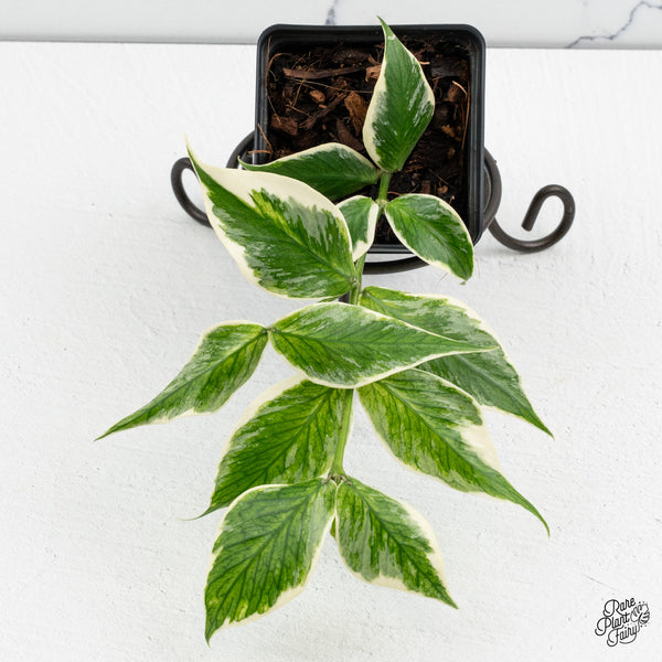 Hoya Polyneura Albomarginata Outer Variegated Splash (wk52-Q)