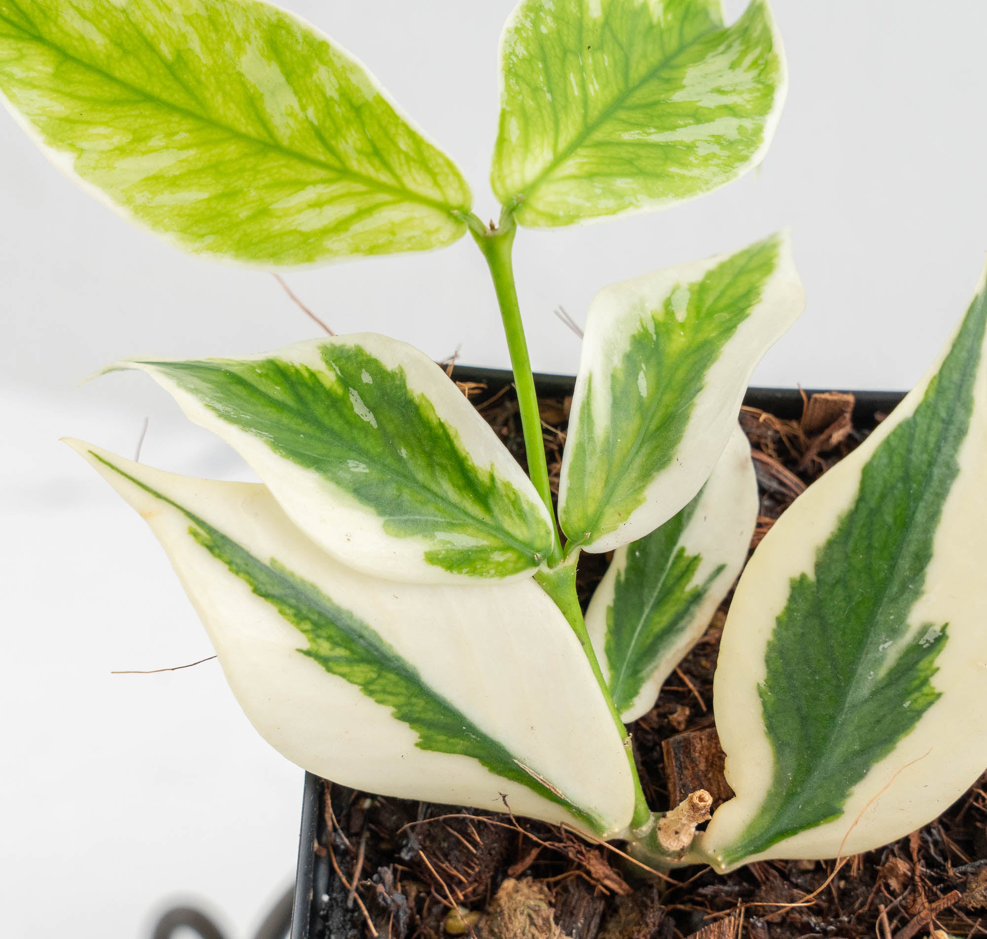 Hoya Polyneura Jasminka or Albomarginata Splash (wk13-C) – Rare