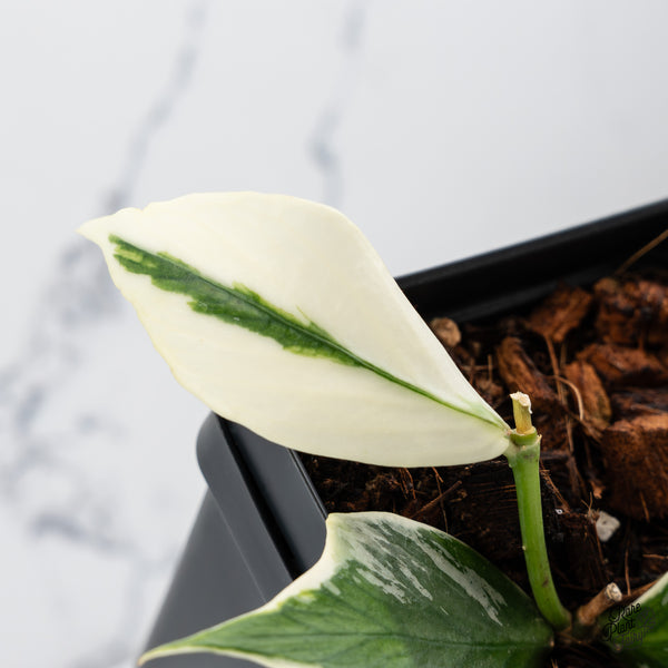 Hoya Polyneura Albomarginata Outer Variegated *Splash* (wk43-M)