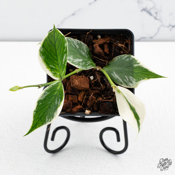 Hoya Polyneura Albomarginata Outer Variegated *Splash* (wk43-M)