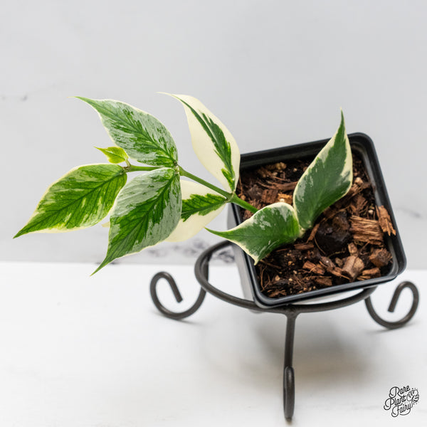 Hoya Polyneura Albomarginata Outer Variegated Splash (wk51-C)