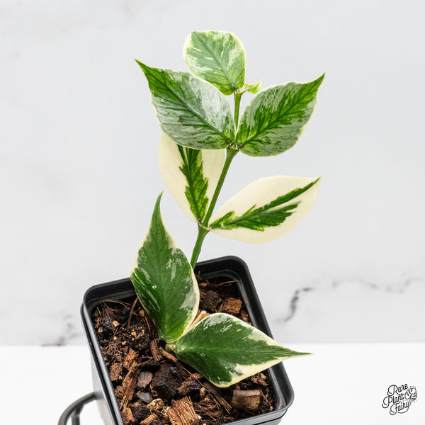 Hoya Polyneura Albomarginata Outer Variegated Splash (wk51-C)