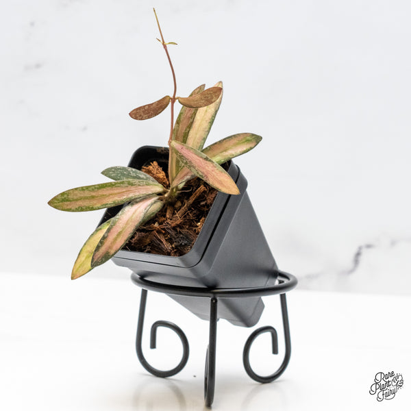 Hoya sigillatis inner variegated *Grower's Choice*