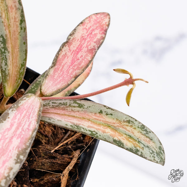 Hoya Sigillatis Inner Variegated (wk50-D)