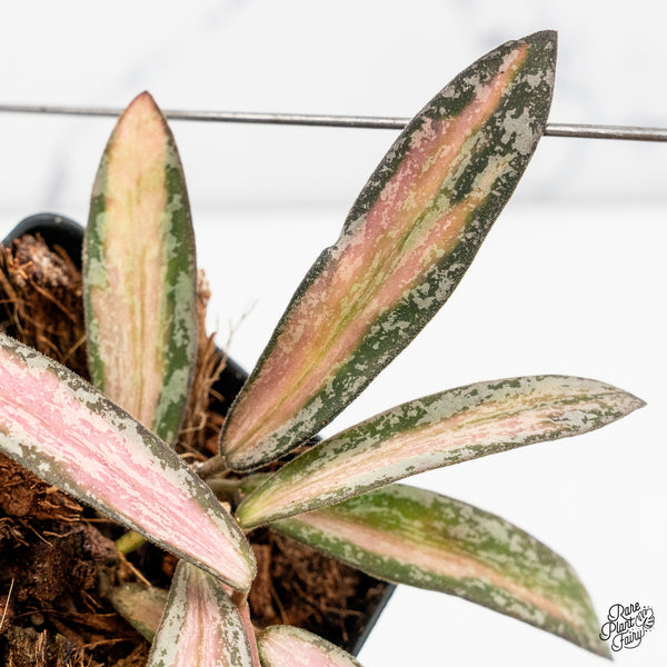 Hoya Sigillatis Inner Variegated (wk50-D)