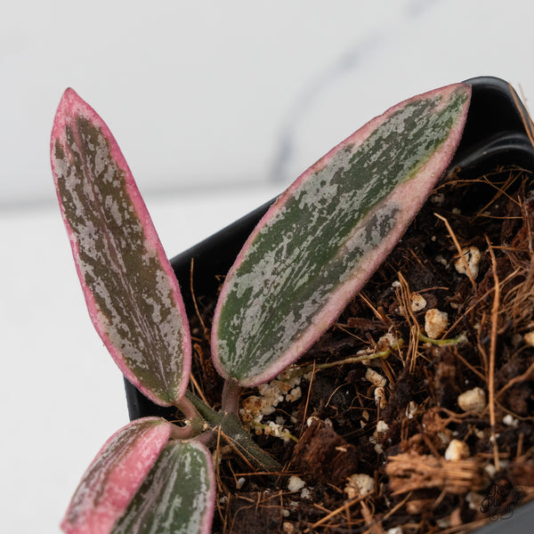 Hoya Sigillatis Outer Variegated (wk45-B)