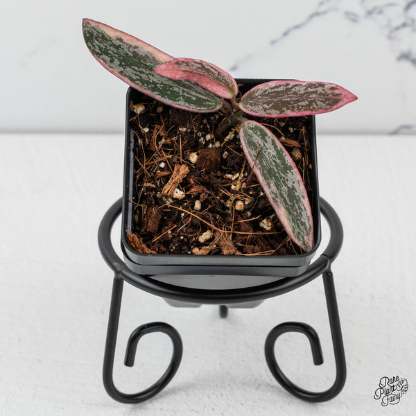 Hoya Sigillatis Outer Variegated (wk45-B)