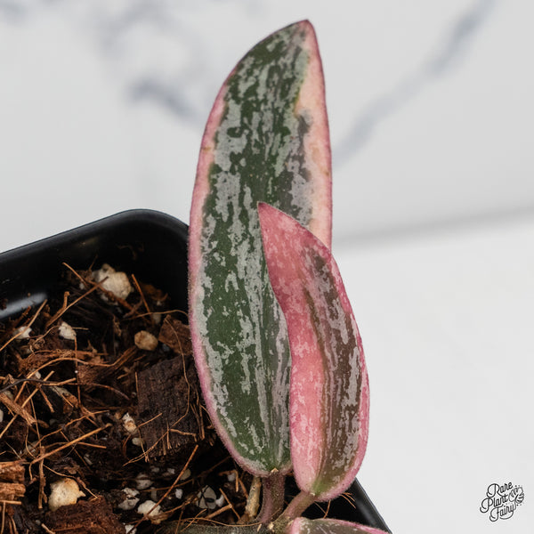 Hoya Sigillatis Outer Variegated (wk45-B)