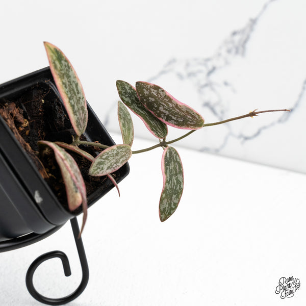 Hoya Sigillatis Outer Variegated (wk48-G)