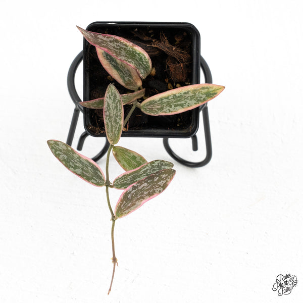 Hoya Sigillatis Outer Variegated (wk48-G)