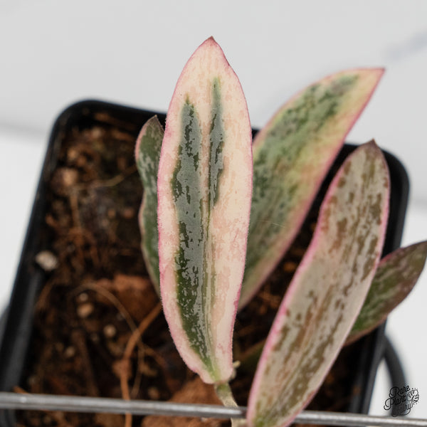 Hoya Sigillatis Outer Variegated (wk50-C)