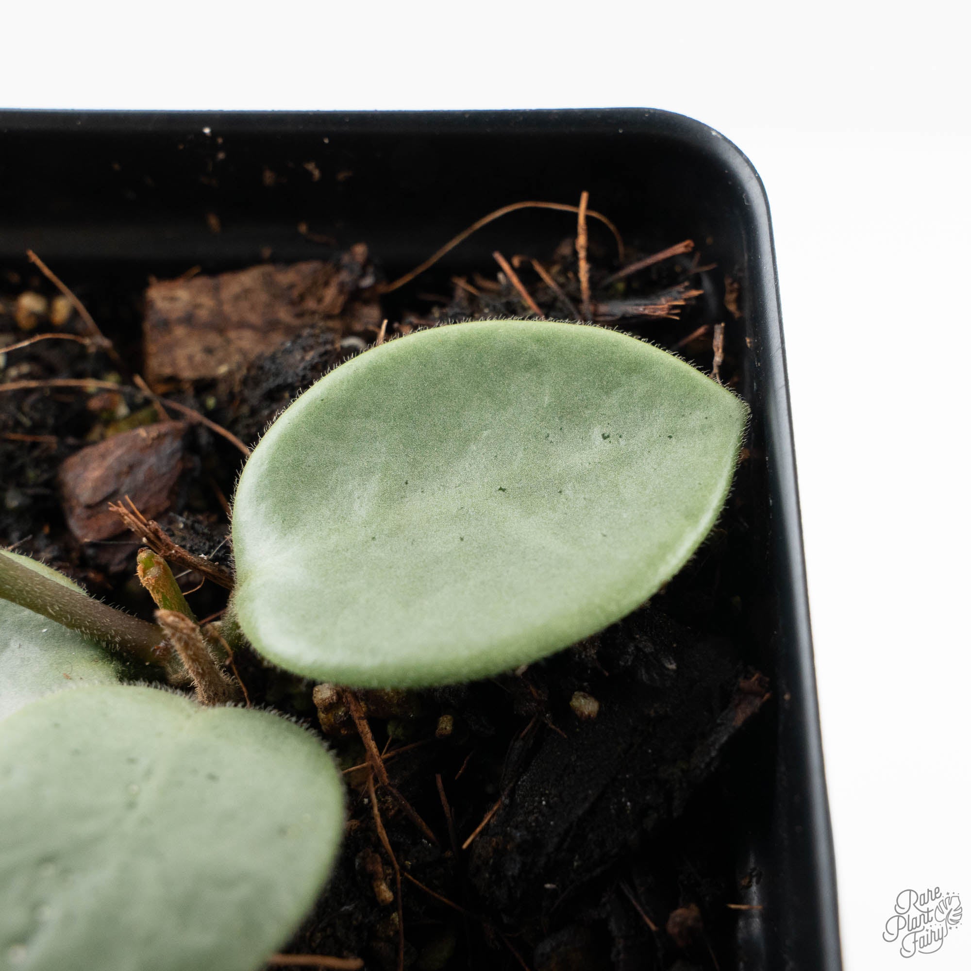 Hoya Mathilde Silver 'Grey Fairy' (wk19-N) – Rare Plant Fairy