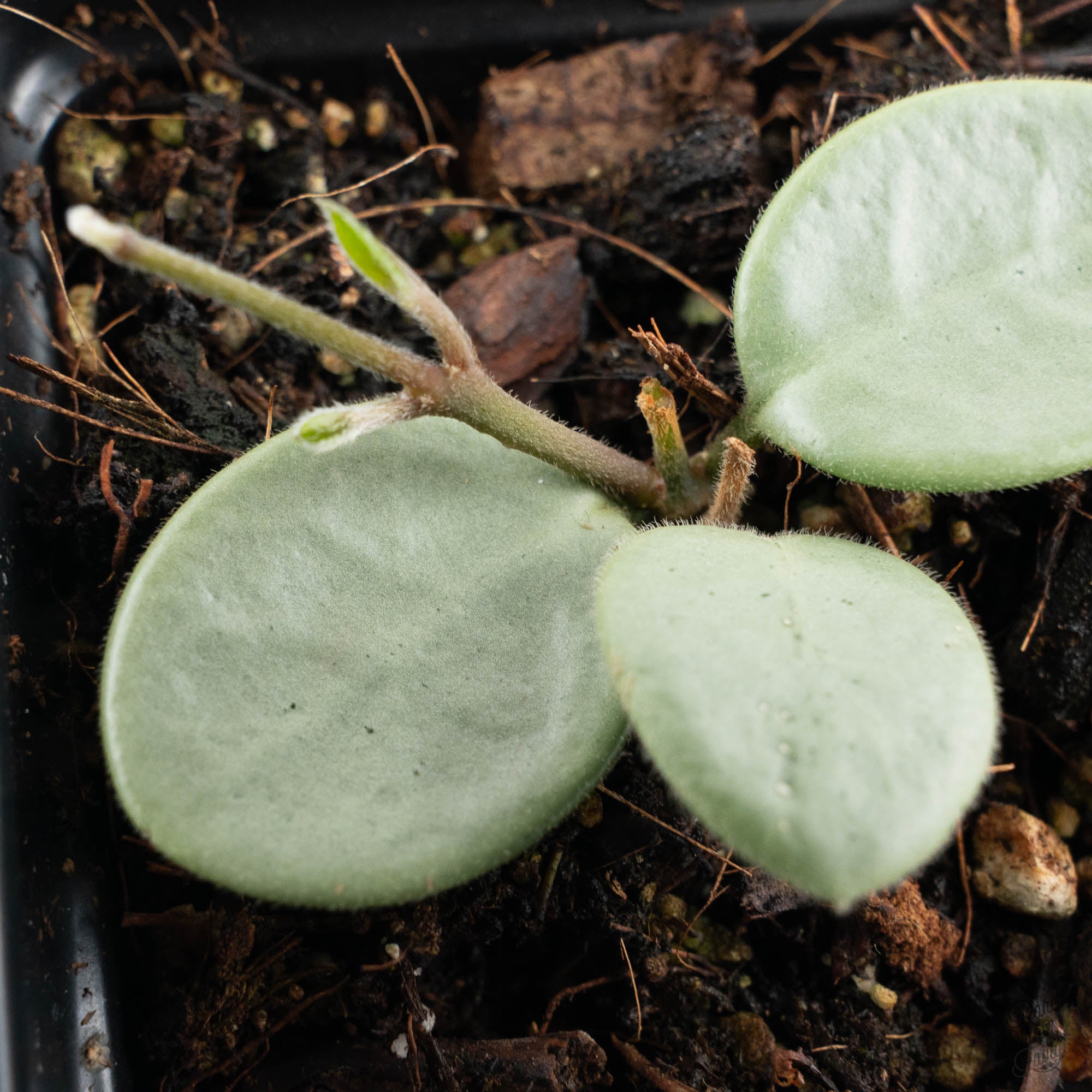 ホヤ マチルダ グレイフェアリーhoya mathilde greyfairy Hoya Mathilde Silver 'Grey Fairy' (wk19-N) – Rare Plant Fairy