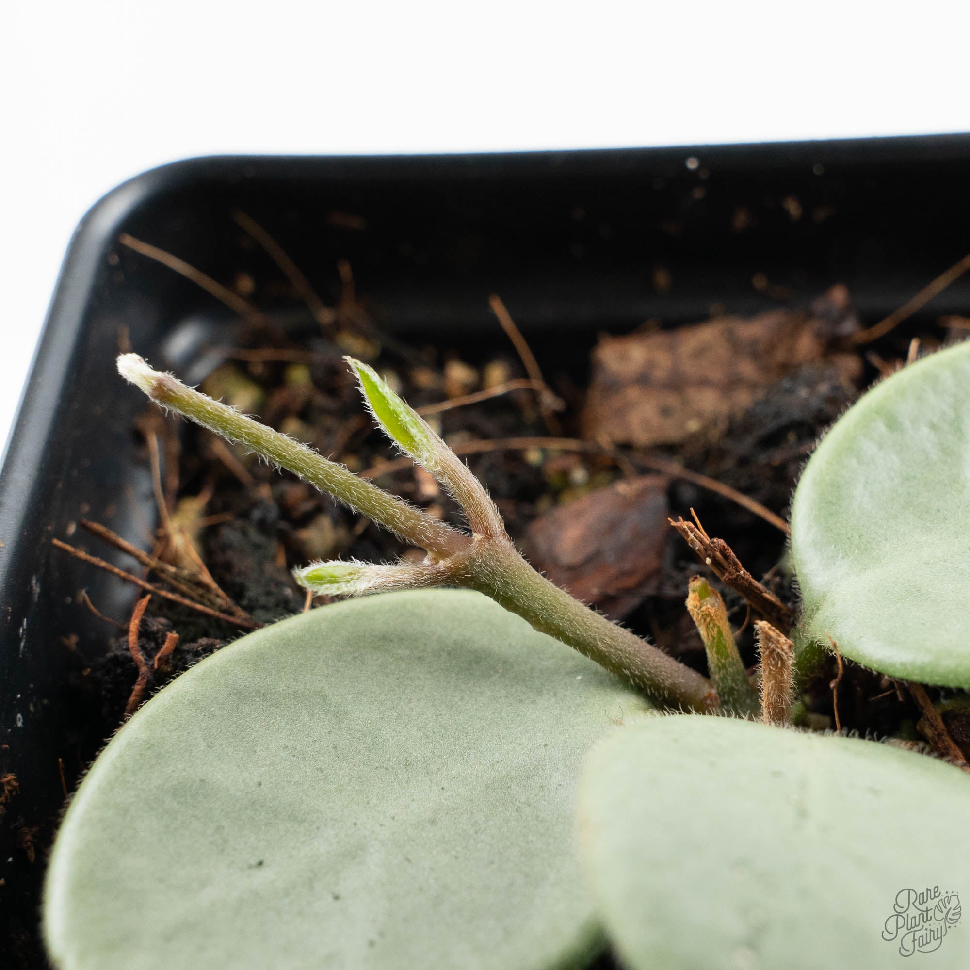 Hoya Mathilde Silver 'Grey Fairy' (wk19-N) – Rare Plant Fairy