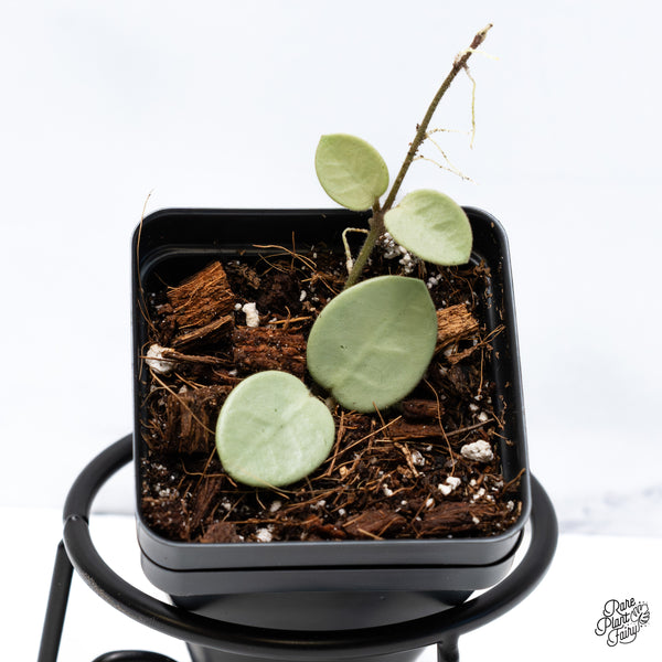 Hoya 'Grey Fairy' (wk43-J)