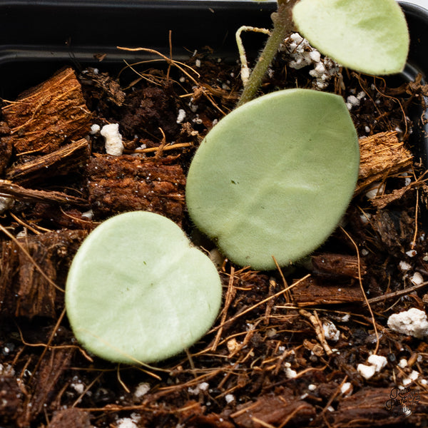 Hoya 'Grey Fairy' (wk43-J)