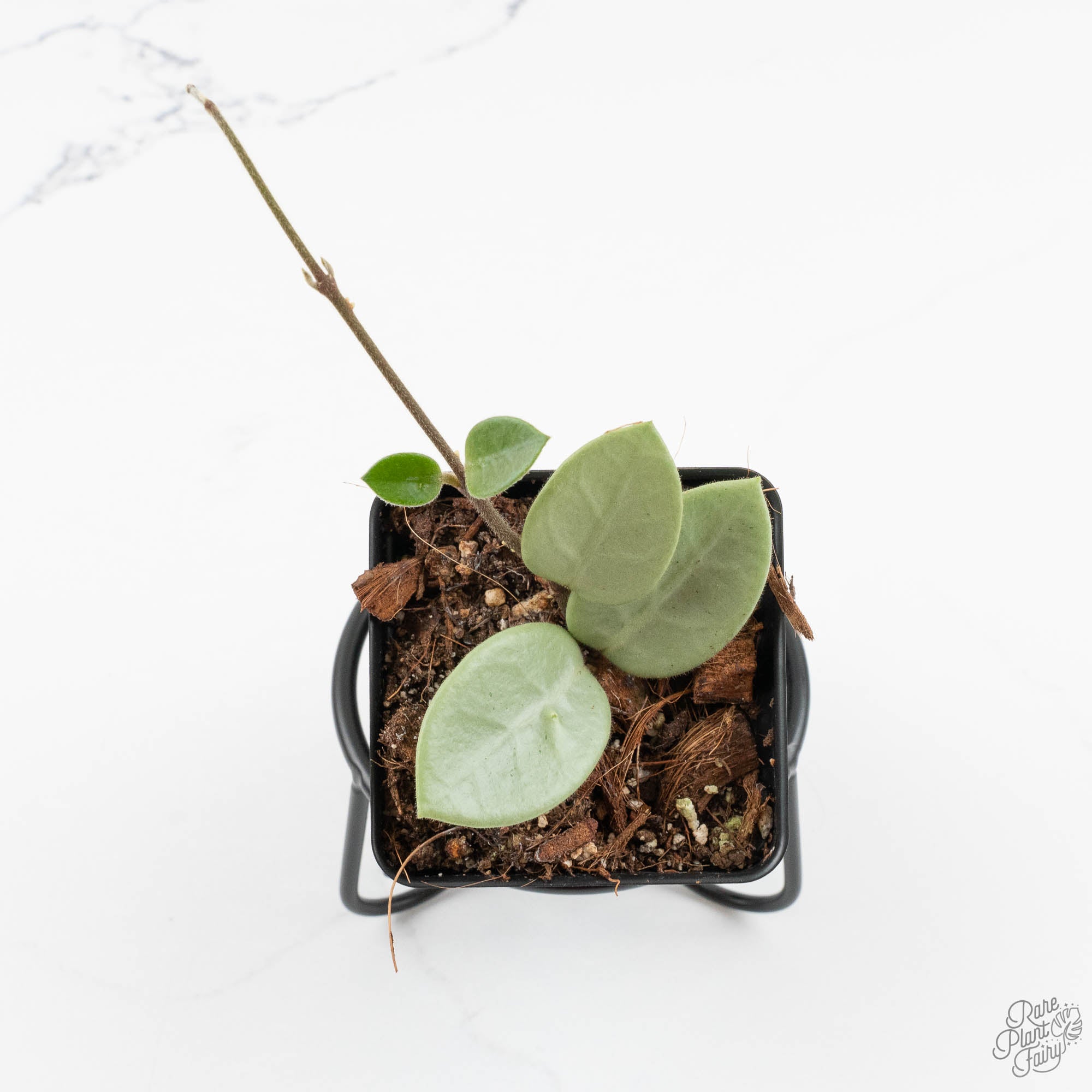 ホヤ マチルダ グレイフェアリーhoya mathilde greyfairy Hoya Mathilde Silver 'Grey Fairy' (wk14-I) – Rare Plant Fairy