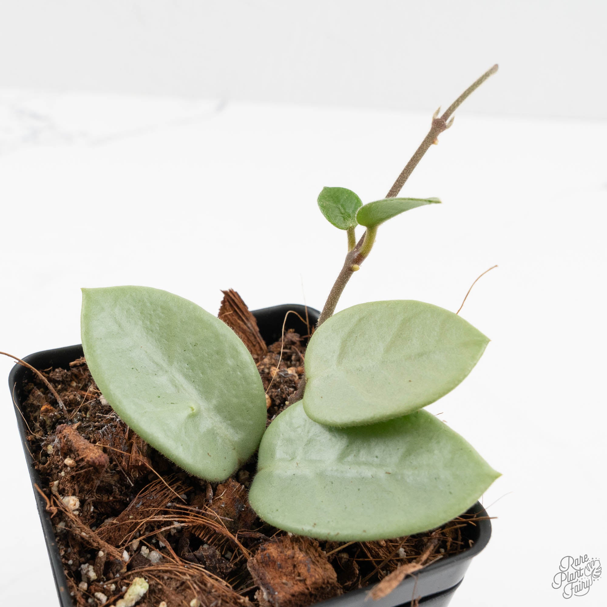 Hoya Mathilde Silver 'Grey Fairy' (wk14-I) – Rare Plant Fairy