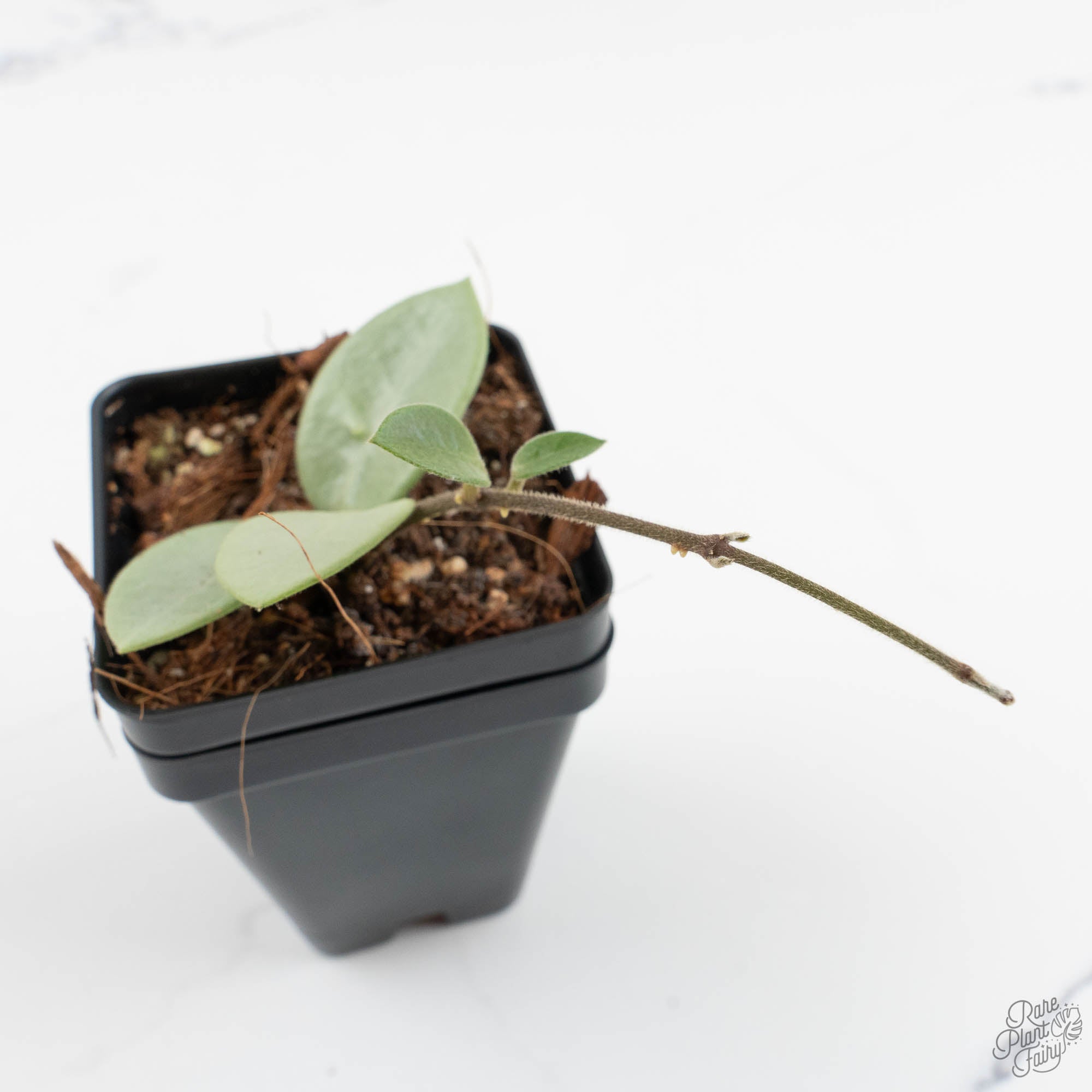 Hoya Mathilde Silver 'Grey Fairy' (wk14-I) – Rare Plant Fairy