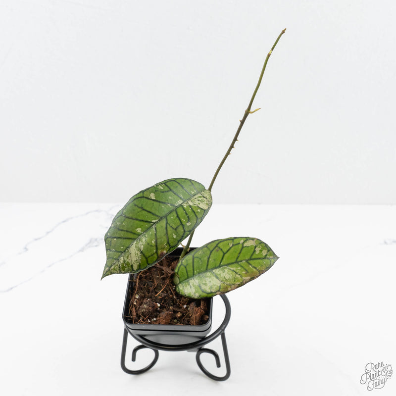 Hoya sp. Gunung Gading 'Ghost' (wk19-O)
