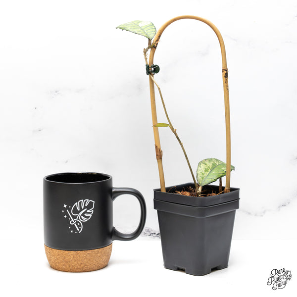 Hoya sp. Gunung Gading 'Ghost' (wk46-K)