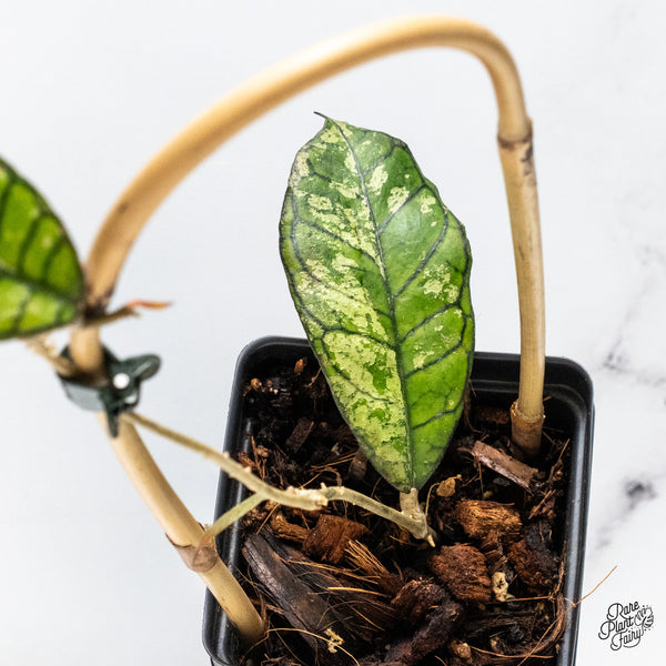 Hoya sp. Gunung Gading 'Ghost' (wk46-K)