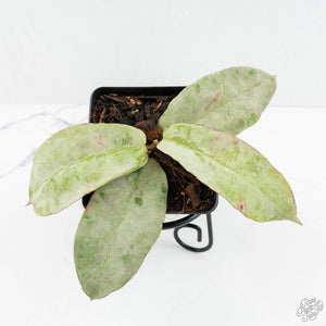 Hoya sp. Buntok Silver (wk17-A)