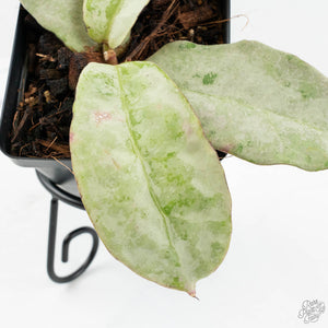 Hoya sp. Buntok Silver (wk17-A)