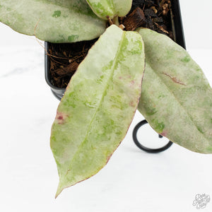 Hoya sp. Buntok Silver (wk17-A)