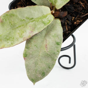 Hoya sp. Buntok Silver (wk17-A)