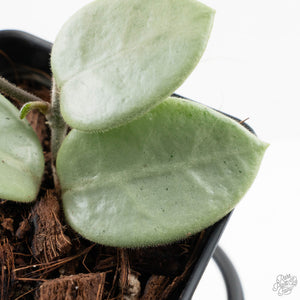 Hoya Mathilde Silver 'Grey Fairy' (wk27-A)