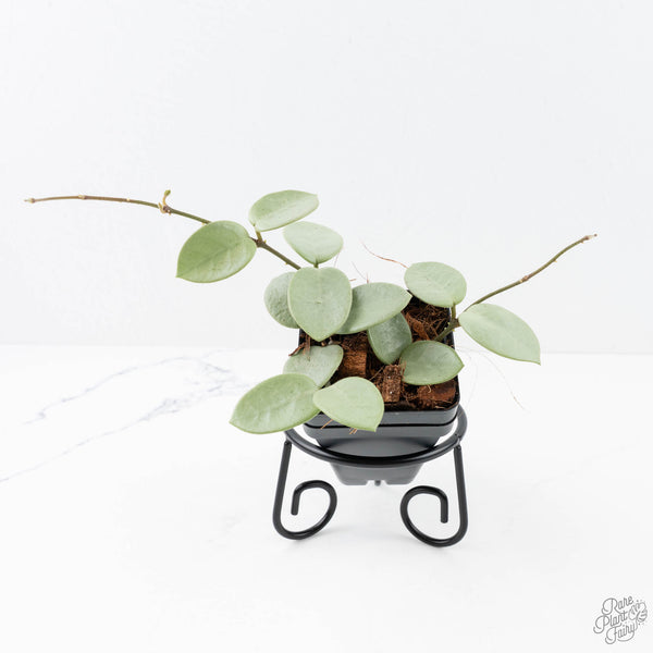 その他観葉植物 hoya mathilde greyfairy Hoya Mathilde Silver 'Grey Fairy' (wk20-K) – Rare Plant Fairy