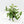Hoya sp. Loei