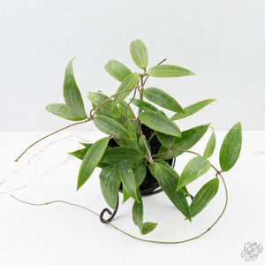 Hoya sp. Loei