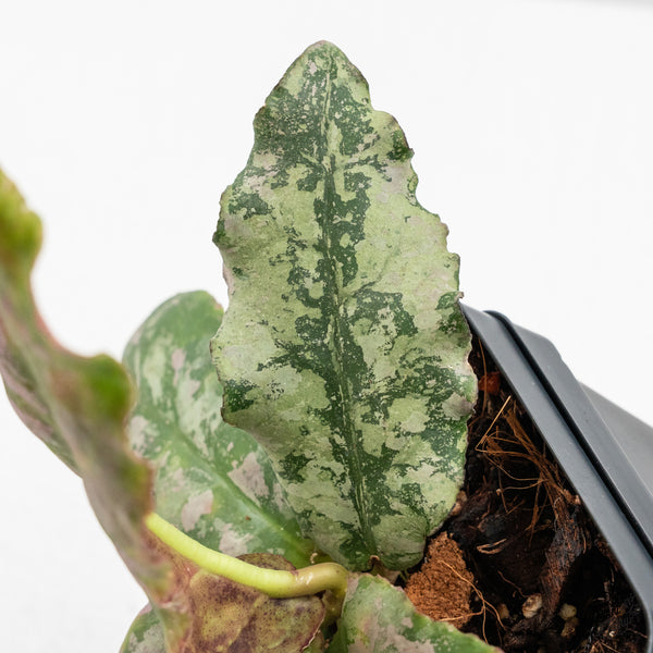 Hoya Undulata 'Silver' (wk50-J)