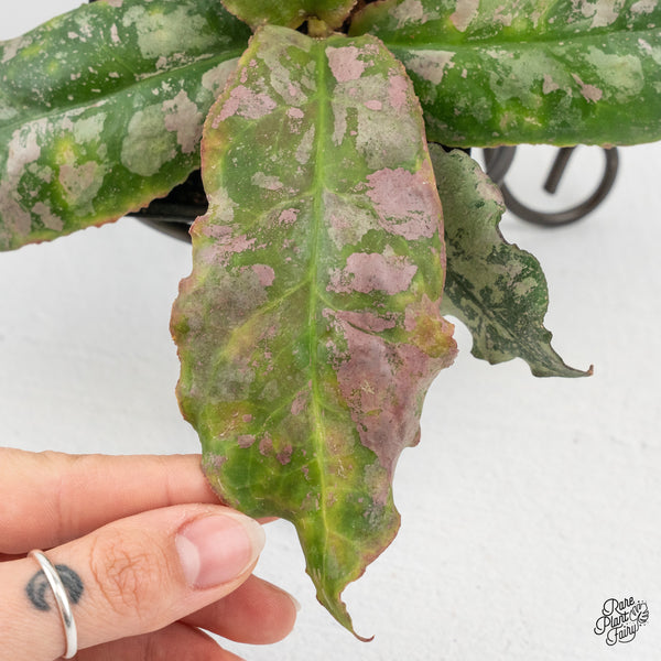 Hoya Undulata 'Silver' (wk50-J)