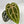 9007 Anthurium Minerva ‘20’ x Minerva ‘20’