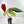 4270 Anthurium Red Velvet Cake ‘24’ x Zara ‘29’
