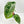 4273 Anthurium Red Velvet Cake ‘24’ x Zara ‘29’