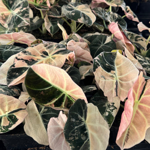 Alocasia 'Black Velvet' pink variegated *Grower's Choice*