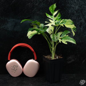 Rhaphidophora tetrasperma albo variegated *Grower's Choice*