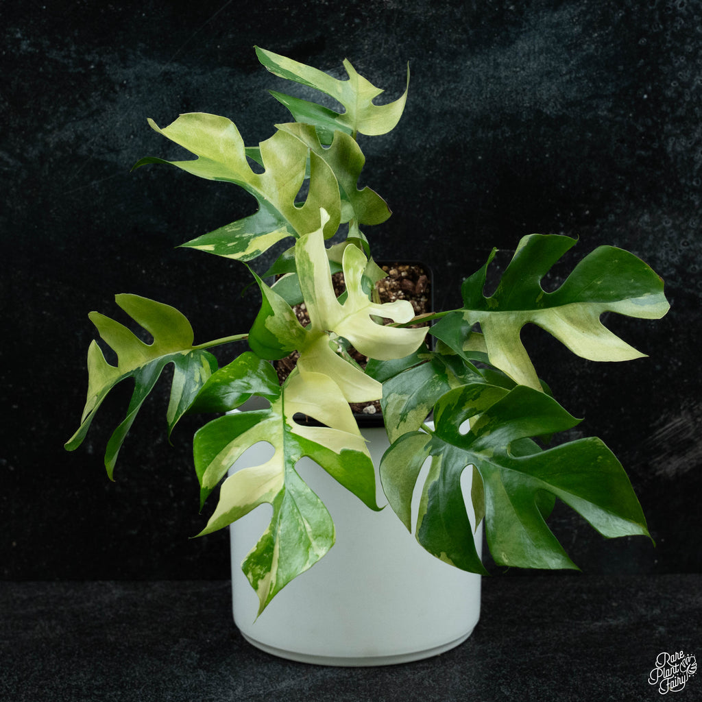 rhaphidophora tetrasperma aurea variegata Rhaphidophora tetrasperma albo variegated *Grower's Choice* – Rare Plant  Fairy