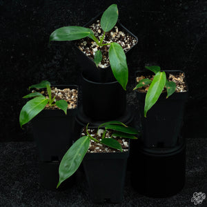 Philodendron Patriciae